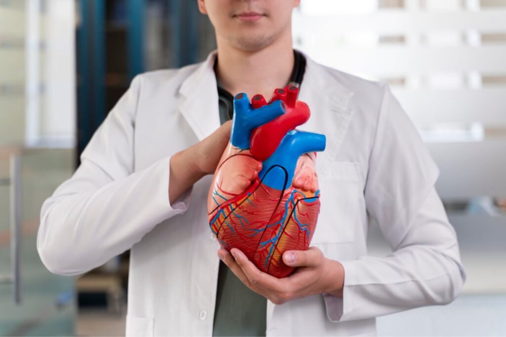 Doctor holding heart model.